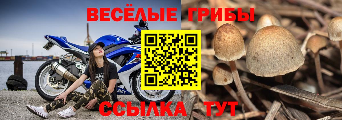 Галлюциногенные грибы Magic Shrooms Боровичи